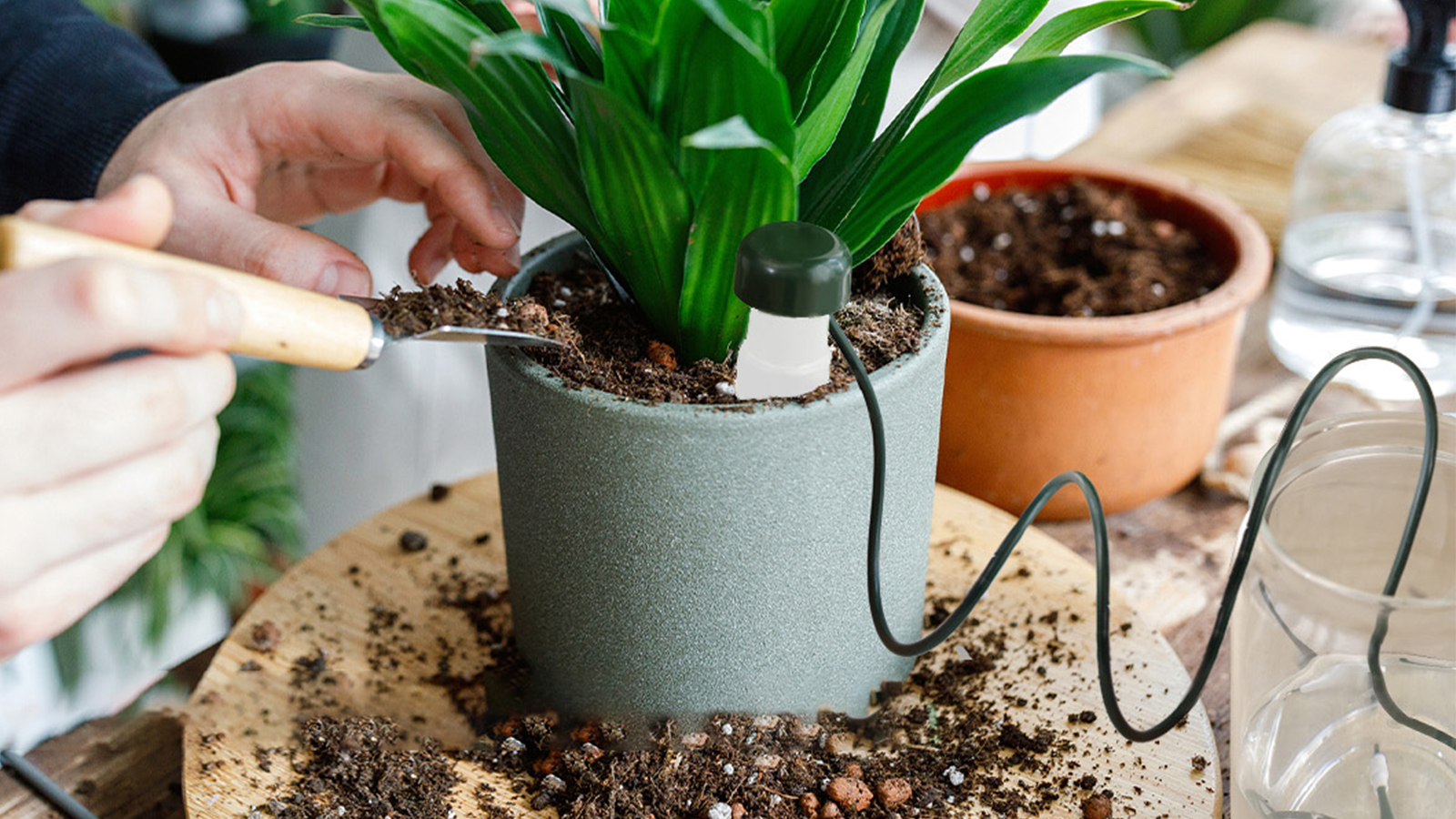 Abreuvoirs automatiques pour plantes, pointes d'arrosage automatique pour plantes d'intérieur et d'extérieur (grandes)